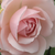 Ružičasta - Engleska ruža - Auswith
